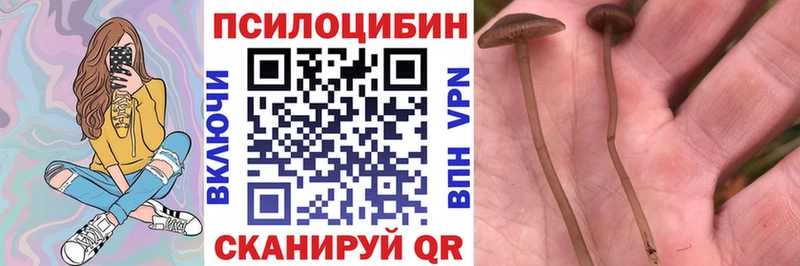 Псилоцибиновые грибы Psilocybe  Заречный 
